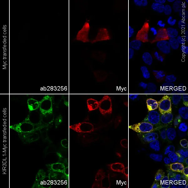 Immunocytochemistry/ Immunofluorescence - Alexa Fluor® 488 Anti-KIR3DL1 antibody [EPR24357-139] (AB283256)