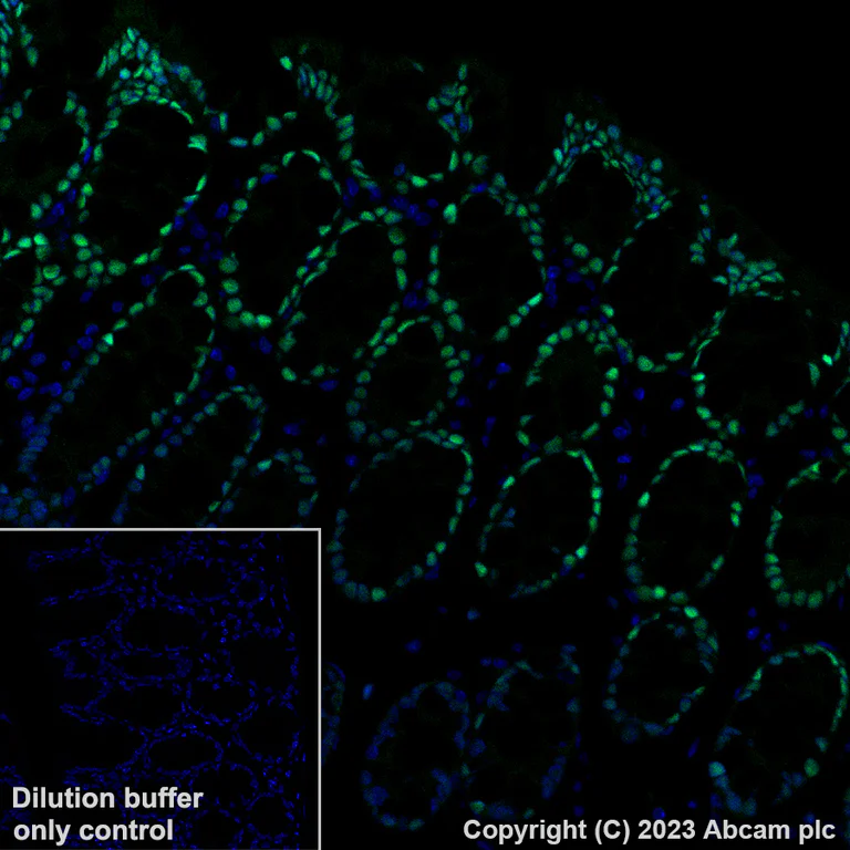Immunohistochemistry (Formalin/PFA-fixed paraffin-embedded sections) - Alexa Fluor® 488 Anti-KLF4 antibody [EPR20753-25] (AB313349)