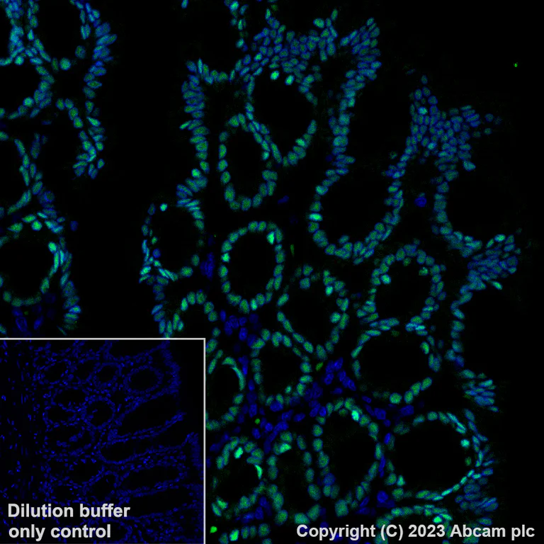 Immunohistochemistry (Formalin/PFA-fixed paraffin-embedded sections) - Alexa Fluor® 488 Anti-KLF4 antibody [EPR20753-25] (AB313349)