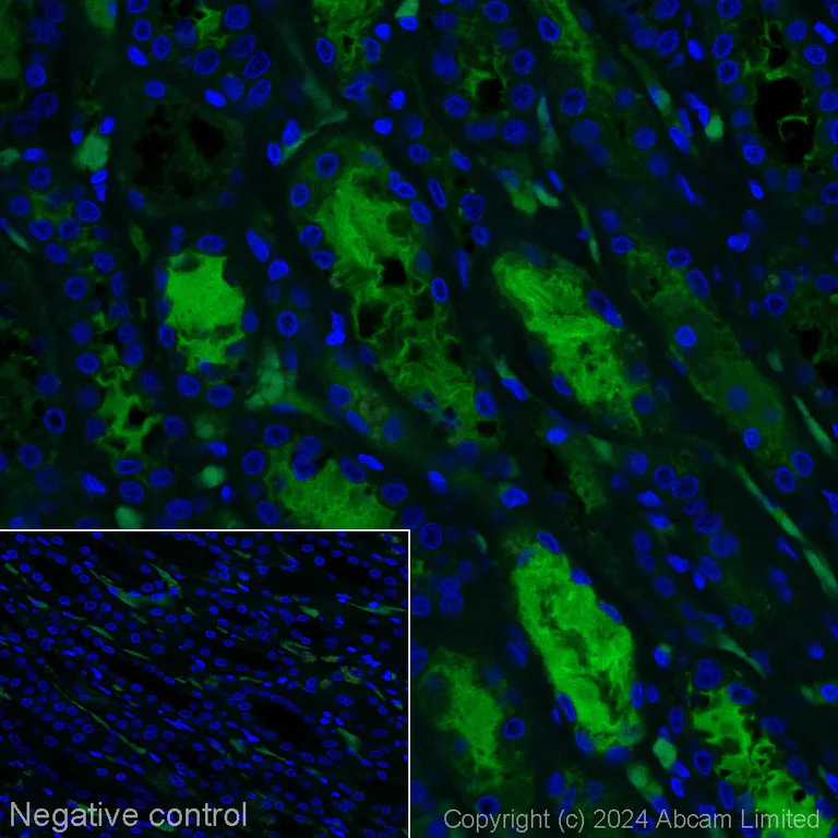 Immunohistochemistry (Formalin/PFA-fixed paraffin-embedded sections) - Alexa Fluor® 488 Anti-Klotho antibody [EPR6856] (AB311042)