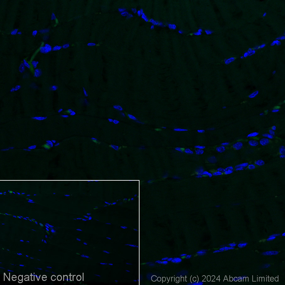 Immunohistochemistry (Formalin/PFA-fixed paraffin-embedded sections) - Alexa Fluor® 488 Anti-Klotho antibody [EPR6856] (AB311042), expandable thumbnail