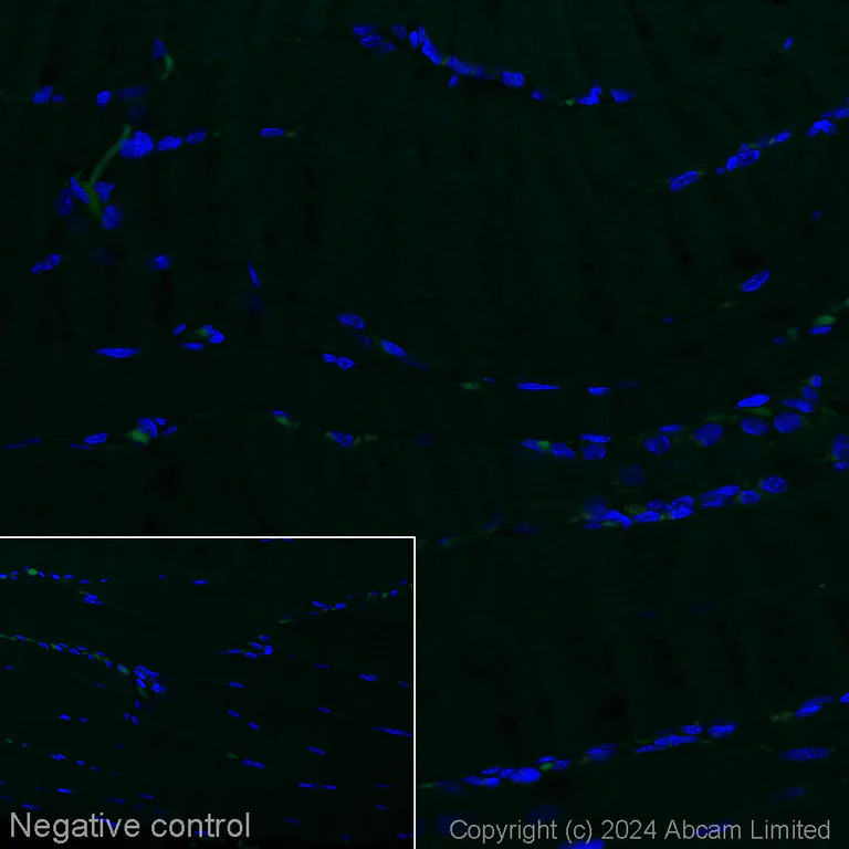 Immunohistochemistry (Formalin/PFA-fixed paraffin-embedded sections) - Alexa Fluor® 488 Anti-Klotho antibody [EPR6856] (AB311042)