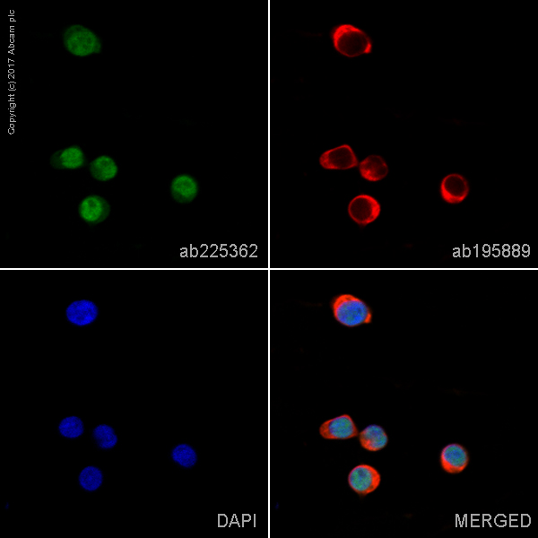 Immunocytochemistry/ Immunofluorescence - Alexa Fluor® 488 Anti-KMT6 / EZH2 antibody [EPR9307(2)] (AB225362), expandable thumbnail