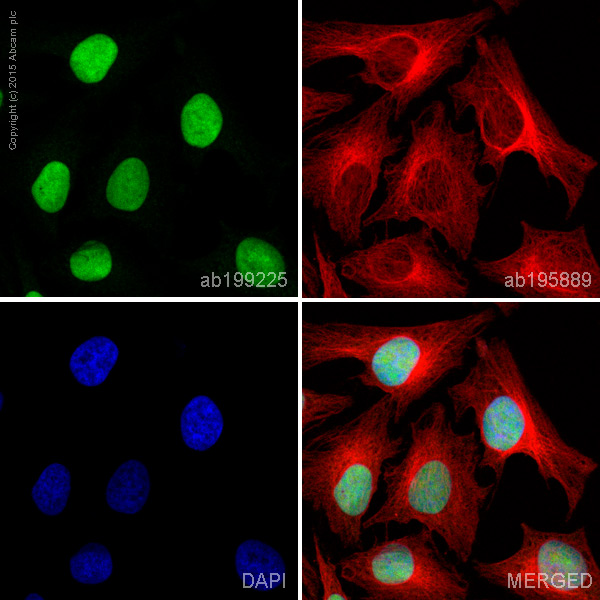 Immunocytochemistry/ Immunofluorescence - Alexa Fluor® 488 Anti-Ku70 antibody [EPR4027] (AB199225)