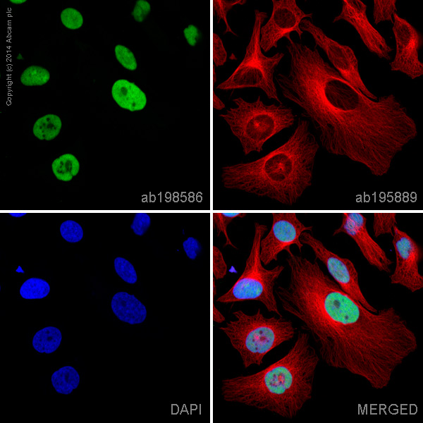 Immunocytochemistry/ Immunofluorescence - Alexa Fluor® 488 Anti-Ku80 antibody [EPR3468] (AB198586), expandable thumbnail