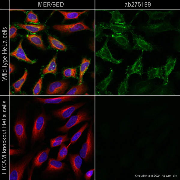Immunocytochemistry/ Immunofluorescence - Alexa Fluor® 488 Anti-L1CAM antibody [EPR23241-224] (AB275189)