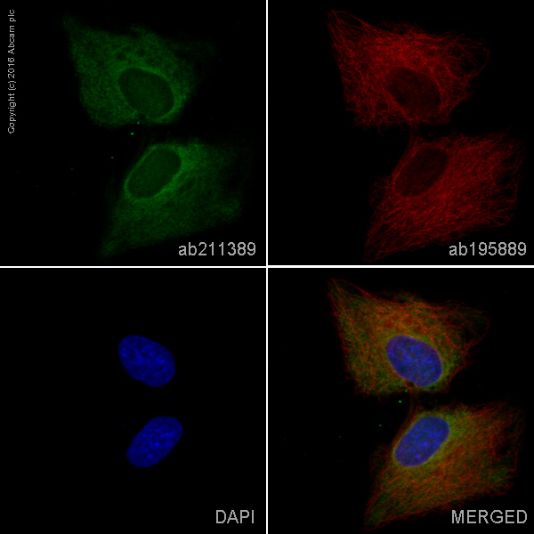 Immunocytochemistry/ Immunofluorescence - Alexa Fluor® 488 Anti-Lactate Dehydrogenase antibody [EP1563Y] (AB211389)