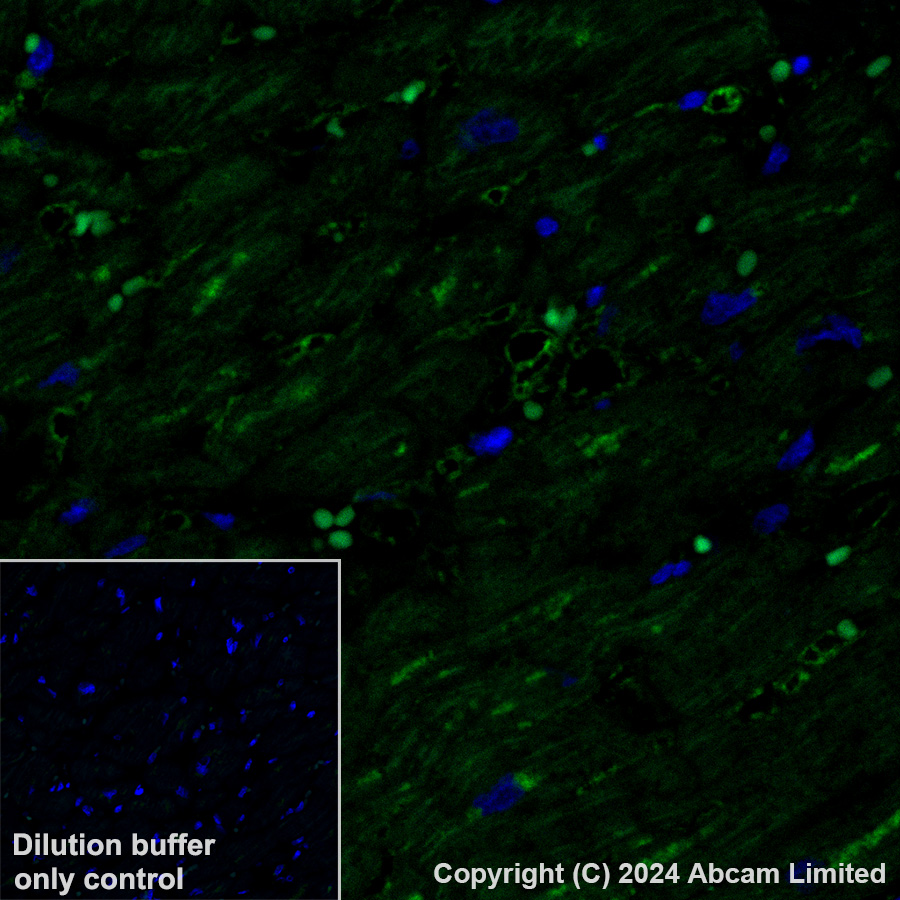 Immunohistochemistry (Formalin/PFA-fixed paraffin-embedded sections) - Alexa Fluor® 488 Anti-Lactate Dehydrogenase B/LDH-B antibody [EP1565Y] (AB322319), expandable thumbnail