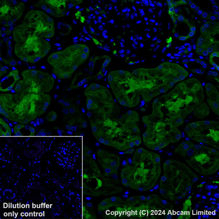 Immunohistochemistry (Formalin/PFA-fixed paraffin-embedded sections) - Alexa Fluor® 488 Anti-Lactate Dehydrogenase B/LDH-B antibody [EP1565Y] (AB322319)