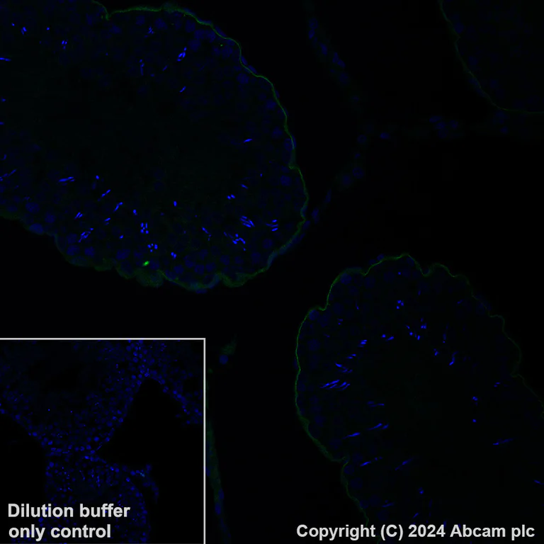 Immunohistochemistry (Formalin/PFA-fixed paraffin-embedded sections) - Alexa Fluor® 488 Anti-LAMA1 antibody [EPR27258-37] (AB317065)