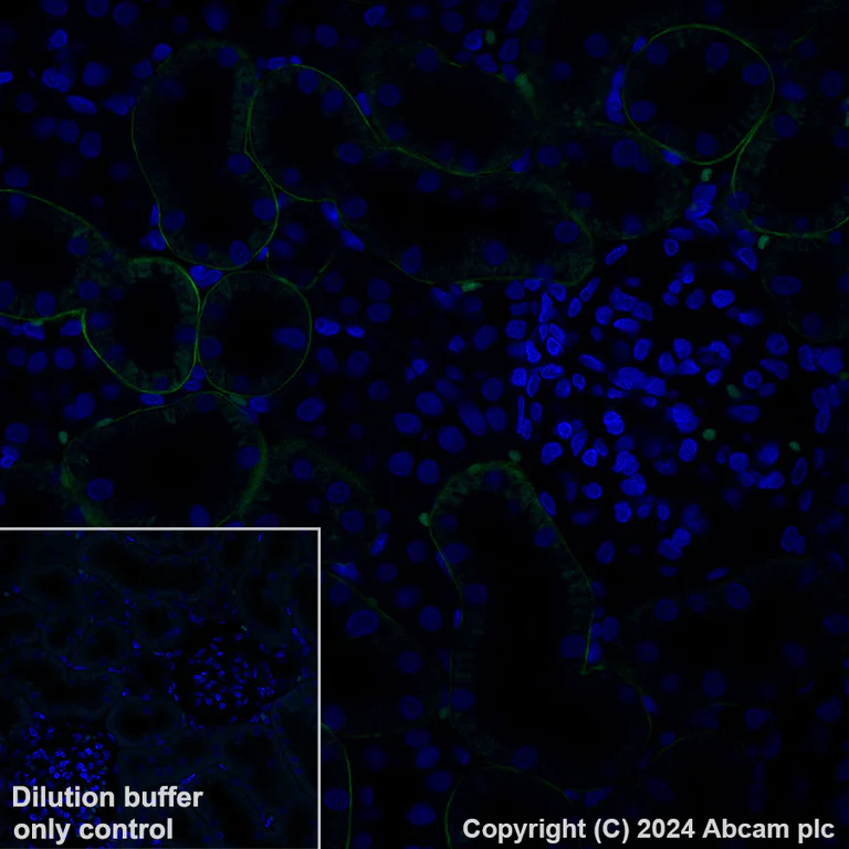 Immunohistochemistry (Formalin/PFA-fixed paraffin-embedded sections) - Alexa Fluor® 488 Anti-LAMA1 antibody [EPR27258-37] (AB317065)