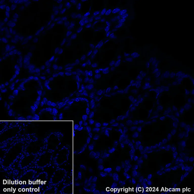 Immunohistochemistry (Formalin/PFA-fixed paraffin-embedded sections) - Alexa Fluor® 488 Anti-LAMA1 antibody [EPR27258-37] (AB317065)
