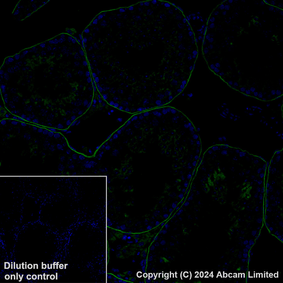 Immunohistochemistry (Formalin/PFA-fixed paraffin-embedded sections) - Alexa Fluor® 488 Anti-LAMA1 antibody [EPR27259-172] (AB320119), expandable thumbnail
