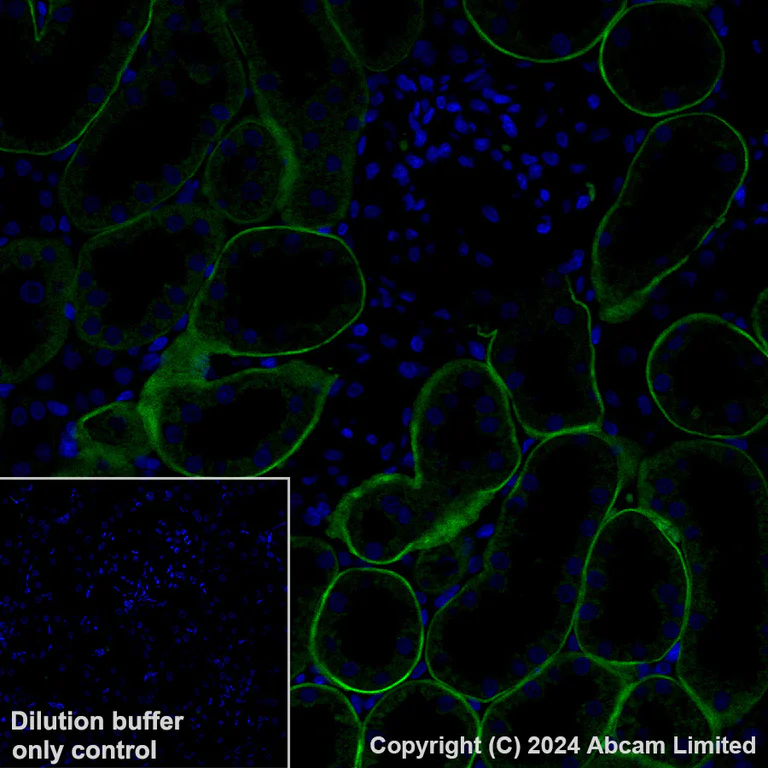 Immunohistochemistry (Formalin/PFA-fixed paraffin-embedded sections) - Alexa Fluor® 488 Anti-LAMA1 antibody [EPR27259-172] (AB320119)