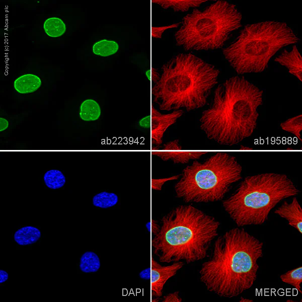 Immunocytochemistry/ Immunofluorescence - Alexa Fluor® 488 Anti-Lamin A + Lamin B1 + Lamin C antibody [EPR4068] - Nuclear Envelope Marker (AB223942)