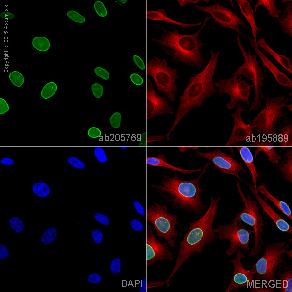 Immunocytochemistry/ Immunofluorescence - Alexa Fluor® 488 Anti-Lamin A + Lamin C antibody [EP4520-16] (AB205769)