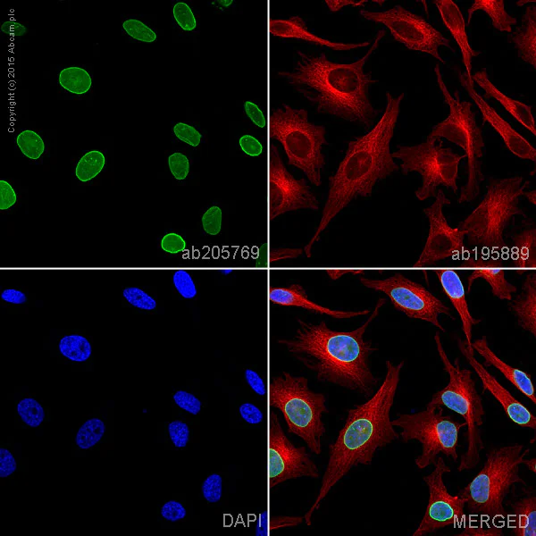 Immunocytochemistry/ Immunofluorescence - Alexa Fluor® 488 Anti-Lamin A + Lamin C antibody [EP4520-16] (AB205769)