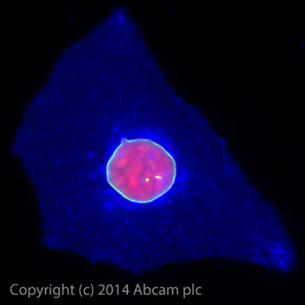Immunocytochemistry/ Immunofluorescence - Alexa Fluor® 488 Anti-Lamin A + Lamin C antibody [EPR4100] - Nuclear Envelope Marker (AB185014)
