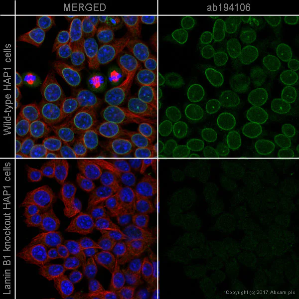 Immunocytochemistry/ Immunofluorescence - Alexa Fluor® 488 Anti-Lamin B1 antibody [EPR8985(B)] - Nuclear Envelope Marker (AB194106)