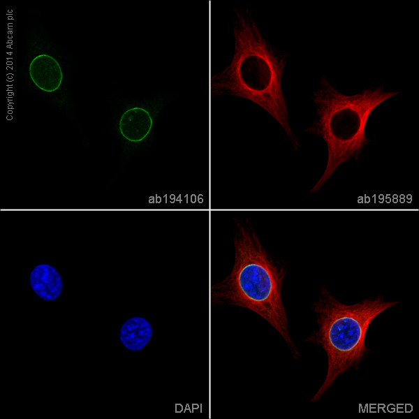 Immunocytochemistry/ Immunofluorescence - Alexa Fluor® 488 Anti-Lamin B1 antibody [EPR8985(B)] - Nuclear Envelope Marker (AB194106), expandable thumbnail