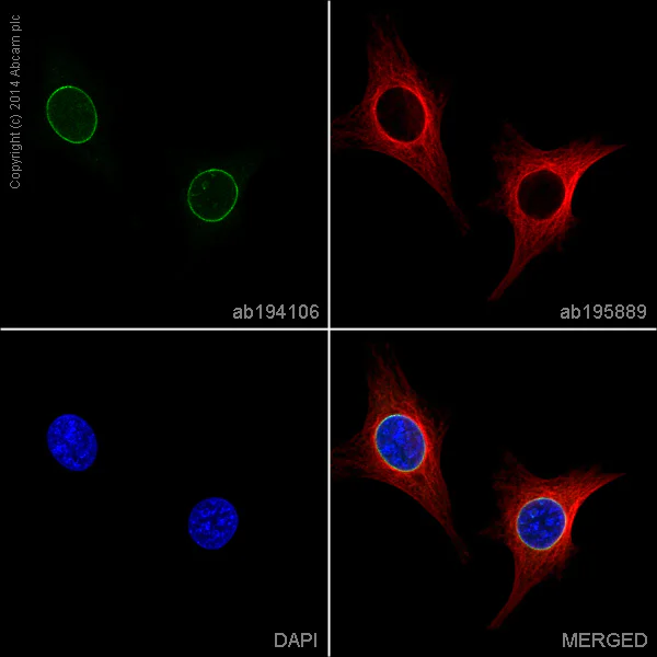 Immunocytochemistry/ Immunofluorescence - Alexa Fluor® 488 Anti-Lamin B1 antibody [EPR8985(B)] - Nuclear Envelope Marker (AB194106)