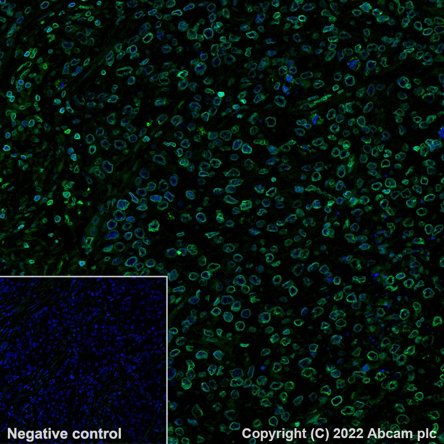 Immunohistochemistry (Formalin/PFA-fixed paraffin-embedded sections) - Alexa Fluor® 488 Anti-Lamin B1 antibody [EPR8985(B)] - Nuclear Envelope Marker (AB194106), expandable thumbnail