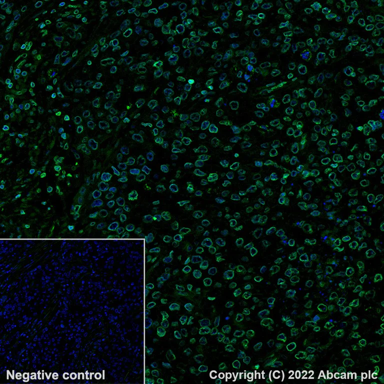 Immunohistochemistry (Formalin/PFA-fixed paraffin-embedded sections) - Alexa Fluor® 488 Anti-Lamin B1 antibody [EPR8985(B)] - Nuclear Envelope Marker (AB194106)