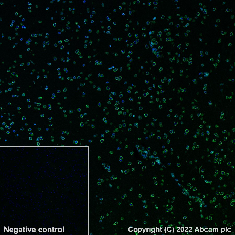 Immunohistochemistry (Formalin/PFA-fixed paraffin-embedded sections) - Alexa Fluor® 488 Anti-Lamin B1 antibody [EPR8985(B)] - Nuclear Envelope Marker (AB194106), expandable thumbnail