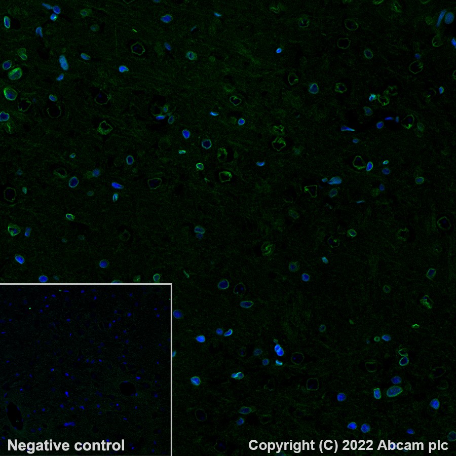 Immunohistochemistry (Formalin/PFA-fixed paraffin-embedded sections) - Alexa Fluor® 488 Anti-Lamin B1 antibody [EPR8985(B)] - Nuclear Envelope Marker (AB194106), expandable thumbnail
