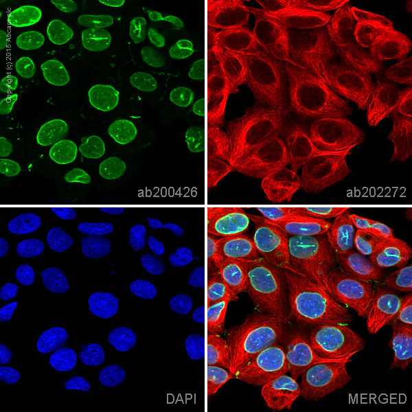 Immunocytochemistry/ Immunofluorescence - Alexa Fluor® 488 Anti-Lamin B2 antibody [EPR9701(B)] (AB200426)