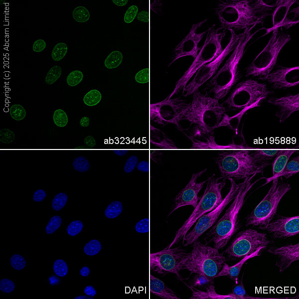 Immunocytochemistry/ Immunofluorescence - Alexa Fluor® 488 Anti-Lamin C antibody [EPR28295-16] (AB323445), expandable thumbnail