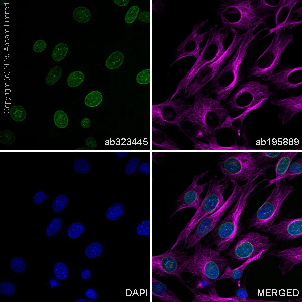 Immunocytochemistry/ Immunofluorescence - Alexa Fluor® 488 Anti-Lamin C antibody [EPR28295-16] (AB323445)