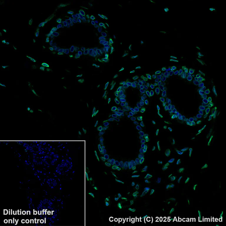 Immunohistochemistry (Formalin/PFA-fixed paraffin-embedded sections) - Alexa Fluor® 488 Anti-Lamin C antibody [EPR28295-16] (AB323445)