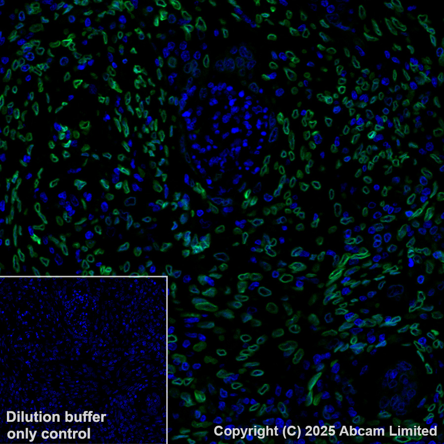 Immunohistochemistry (Formalin/PFA-fixed paraffin-embedded sections) - Alexa Fluor® 488 Anti-Lamin C antibody [EPR28295-16] (AB323445), expandable thumbnail