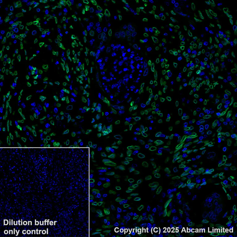 Immunohistochemistry (Formalin/PFA-fixed paraffin-embedded sections) - Alexa Fluor® 488 Anti-Lamin C antibody [EPR28295-16] (AB323445)