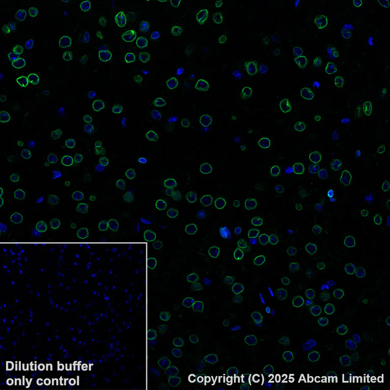 Immunohistochemistry (Formalin/PFA-fixed paraffin-embedded sections) - Alexa Fluor® 488 Anti-Lamin C antibody [EPR28295-16] (AB323445)