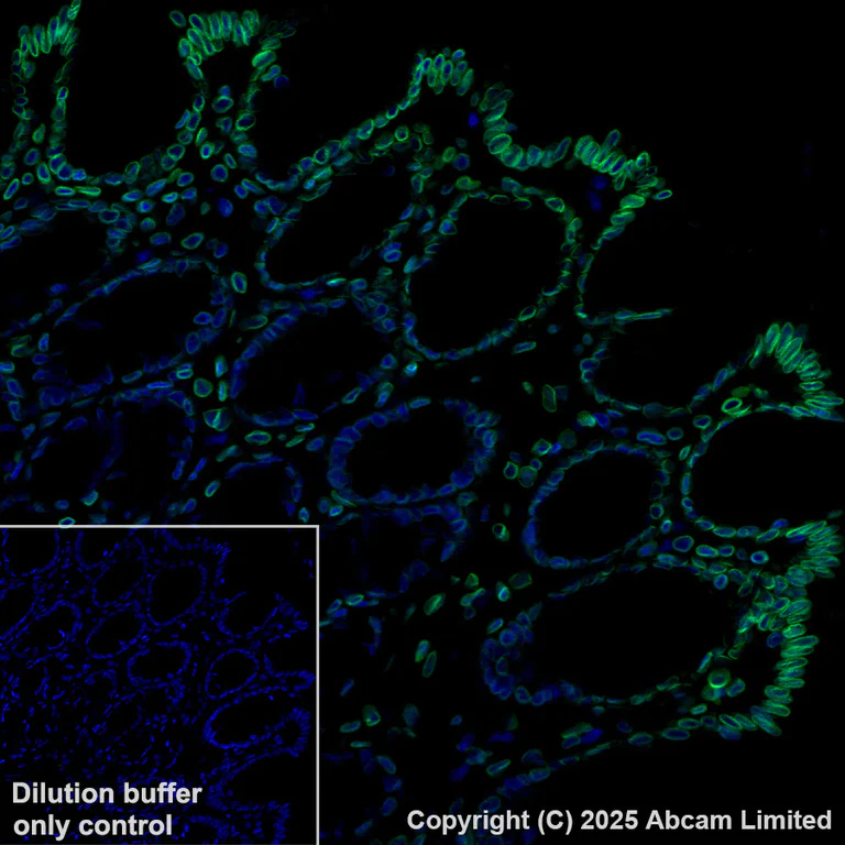 Immunohistochemistry (Formalin/PFA-fixed paraffin-embedded sections) - Alexa Fluor® 488 Anti-Lamin C antibody [EPR28295-16] (AB323445)