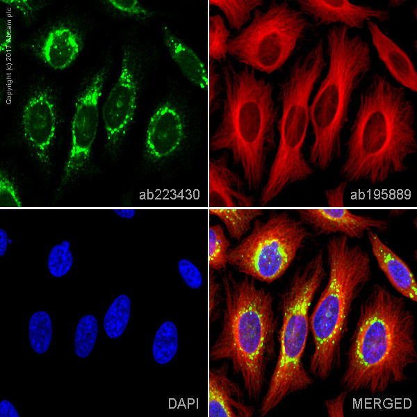 Immunocytochemistry/ Immunofluorescence - Alexa Fluor® 488 Anti-LEPRE1/P3H1 antibody [EPR10193(B)] (AB223430), expandable thumbnail