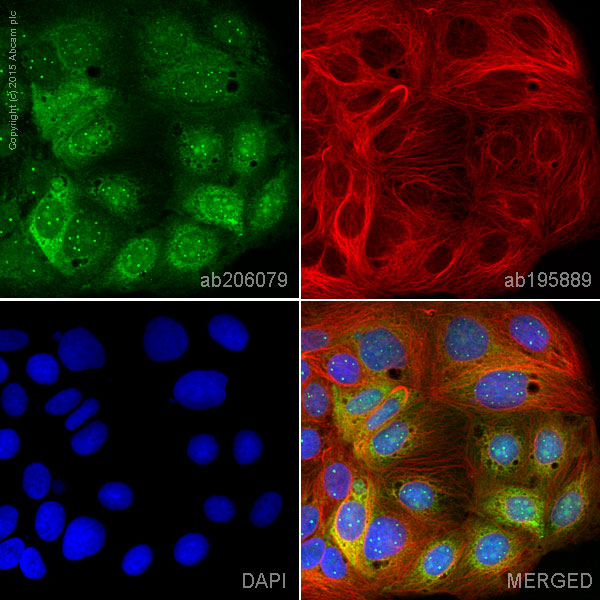 Immunocytochemistry/ Immunofluorescence - Alexa Fluor® 488 Anti-Lin28A antibody [EPR4640] (AB206079)
