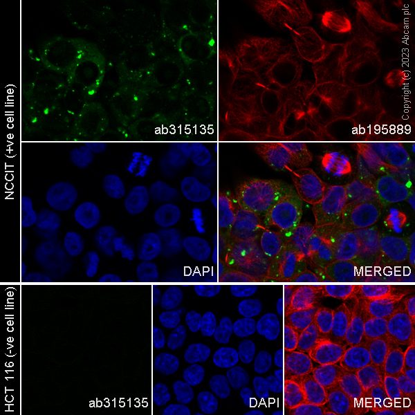 Immunocytochemistry/ Immunofluorescence - Alexa Fluor® 488 Anti-LINE-1 ORF1p antibody [EPR22227-6] (AB315135), expandable thumbnail