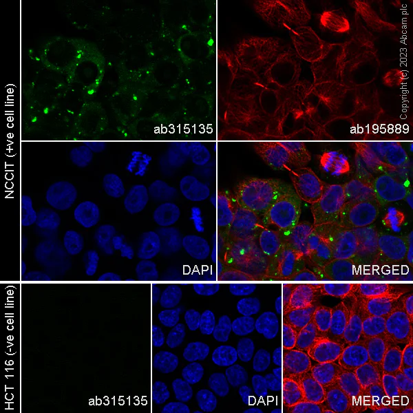 Immunocytochemistry/ Immunofluorescence - Alexa Fluor® 488 Anti-LINE-1 ORF1p antibody [EPR22227-6] (AB315135)