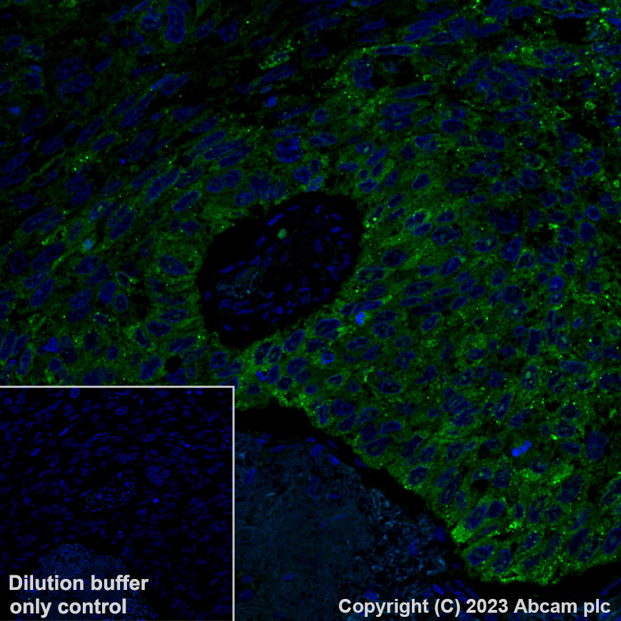 Immunohistochemistry (Formalin/PFA-fixed paraffin-embedded sections) - Alexa Fluor® 488 Anti-LINE-1 ORF1p antibody [EPR22227-6] (AB315135), expandable thumbnail