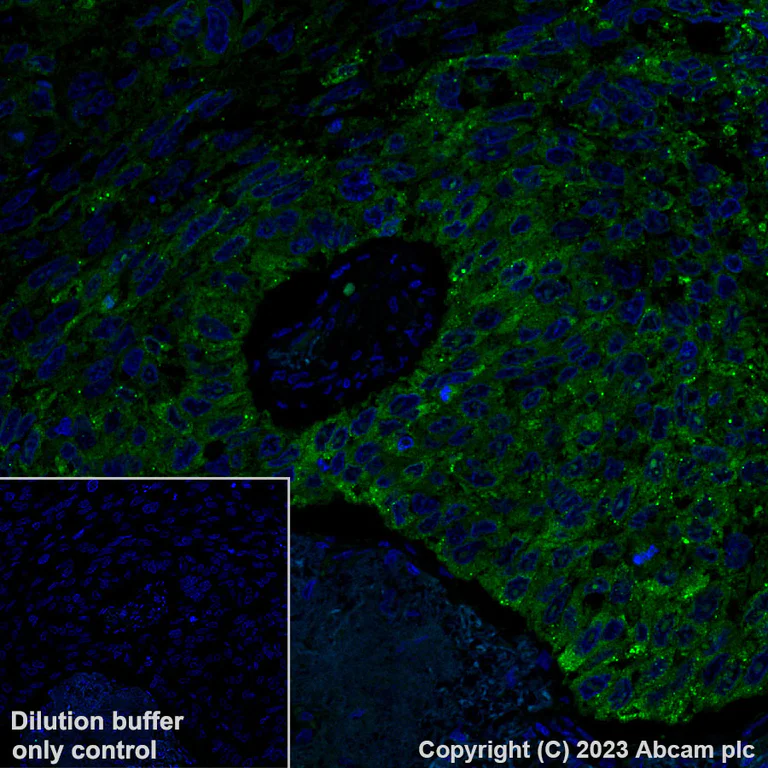 Immunohistochemistry (Formalin/PFA-fixed paraffin-embedded sections) - Alexa Fluor® 488 Anti-LINE-1 ORF1p antibody [EPR22227-6] (AB315135)