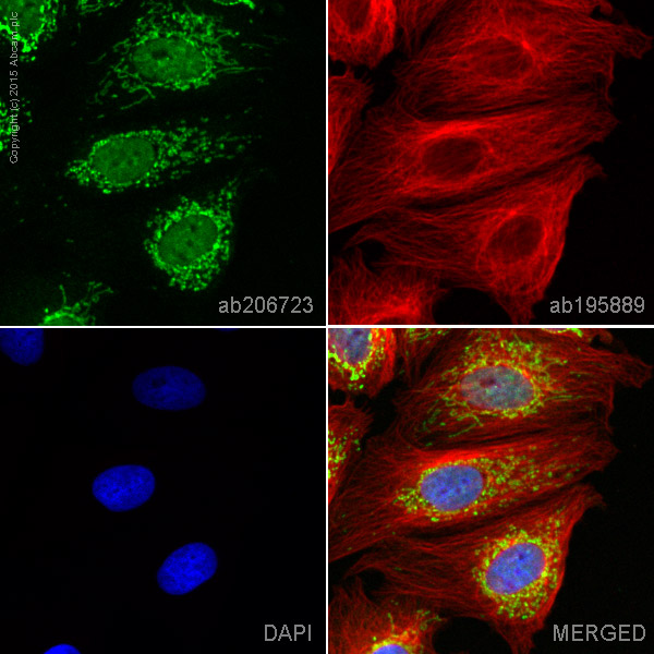 Immunocytochemistry/ Immunofluorescence - Alexa Fluor® 488 Anti-Lipoamide Dehydrogenase antibody [EPR6635] (AB206723)