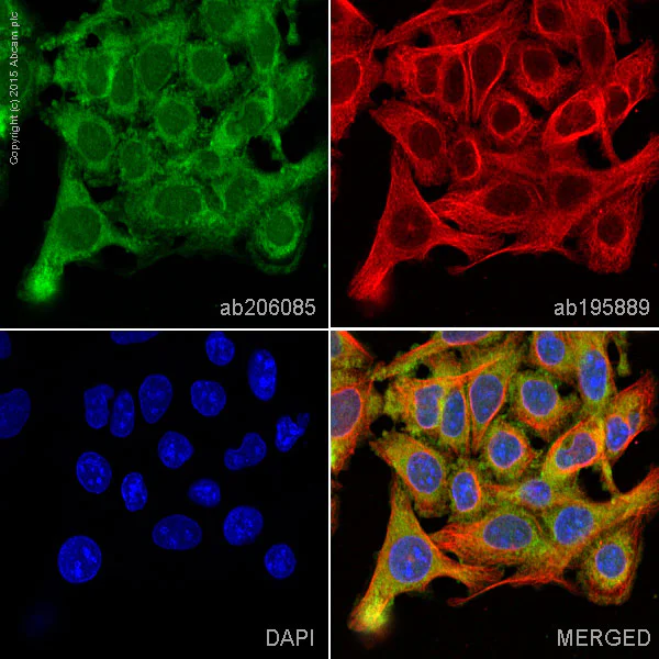 Immunocytochemistry/ Immunofluorescence - Alexa Fluor® 488 Anti-Lipocalin-2 / NGAL antibody [EPR5084] (AB206085)