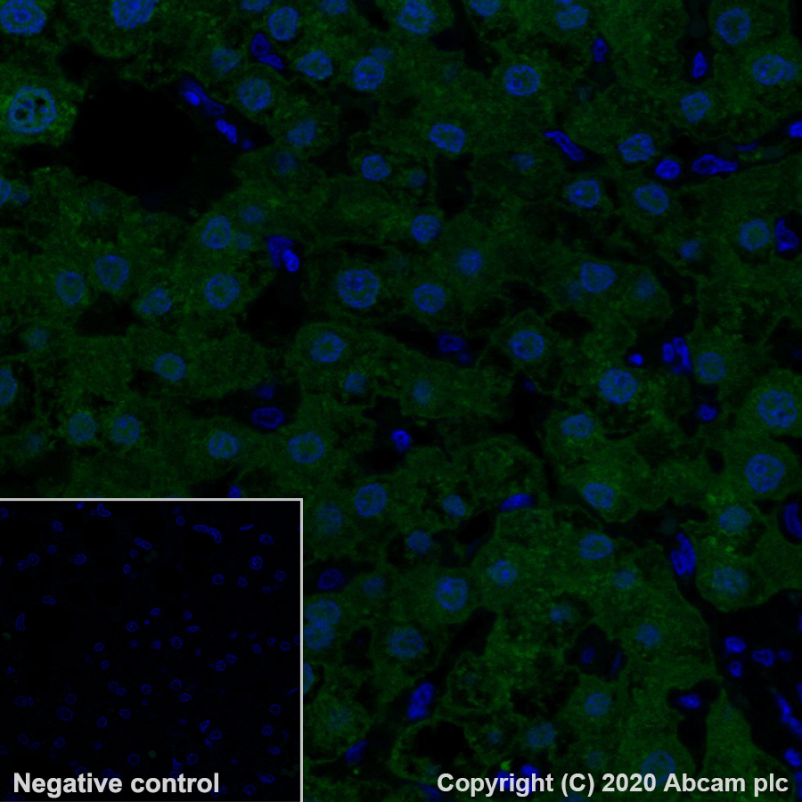 Immunohistochemistry (Formalin/PFA-fixed paraffin-embedded sections) - Alexa Fluor® 488 Anti-Liver Arginase antibody [EPR6672(B)] (AB275992), expandable thumbnail
