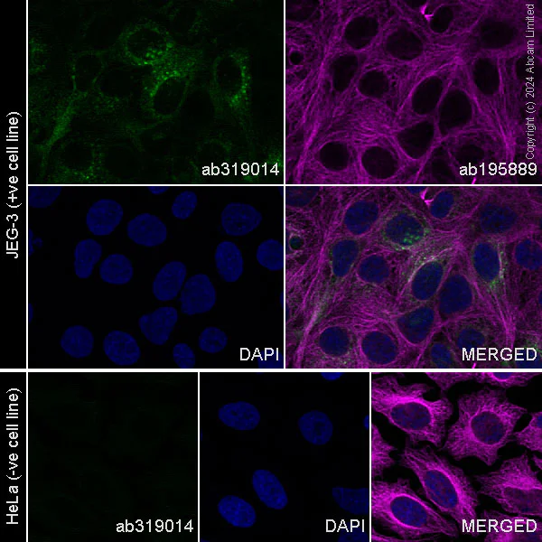 Immunocytochemistry/ Immunofluorescence - Alexa Fluor® 488 Anti-Lrp2 / Megalin antibody [EPR26093-68] (AB319014)