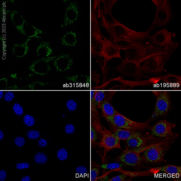 Immunocytochemistry/ Immunofluorescence - Alexa Fluor® 488 Anti-LRPPRC/GP130 antibody [EPR24052-38] (AB315848), expandable thumbnail
