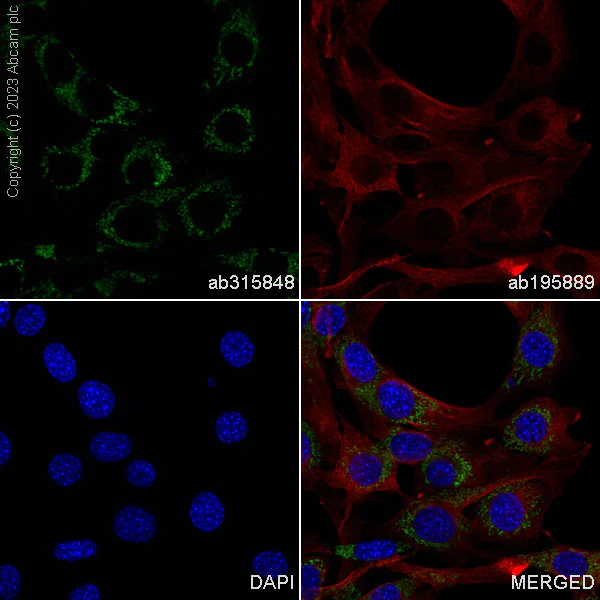 Immunocytochemistry/ Immunofluorescence - Alexa Fluor® 488 Anti-LRPPRC/GP130 antibody [EPR24052-38] (AB315848)