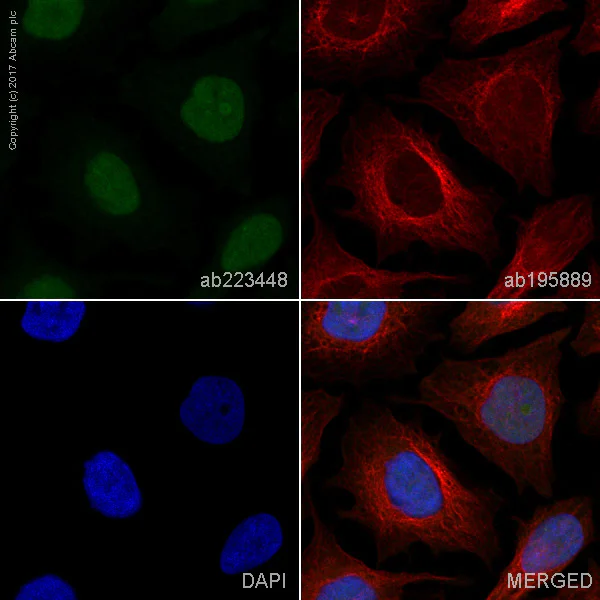 Immunocytochemistry/ Immunofluorescence - Alexa Fluor® 488 Anti-LSD2 / AOF1 antibody [EPR18508] (AB223448)